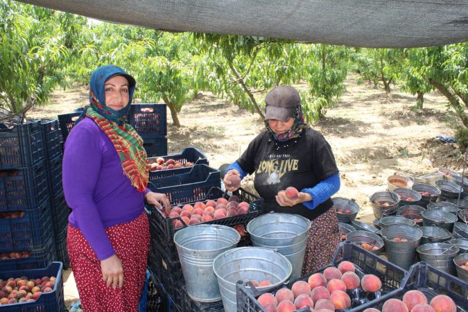 İzmir’den Dünyaya Şeftali