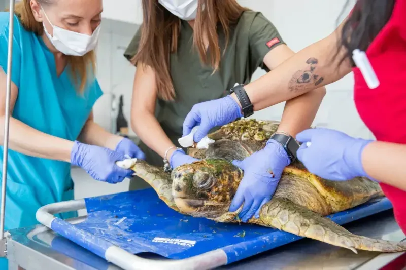 Körfez’deki yaralı Caretta caretta kurtarıldı