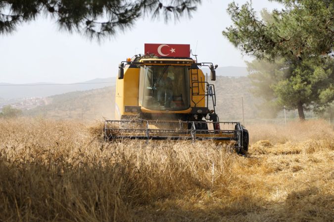 Bodrum'da hasat zamanı 