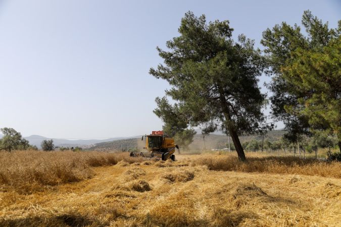 Bodrum'da hasat zamanı 