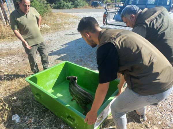 Bodrum Belediyesi'nden 3 Bin 738 can dosta müdahale