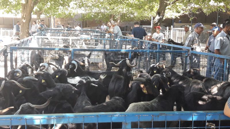 Büyükşehir Mezbahaları Kurban Bayramı’na Hazır