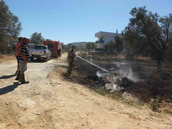 Balıkesir’deki yangında yüzlerce zeytin ve meyve ağacı zarar gördü