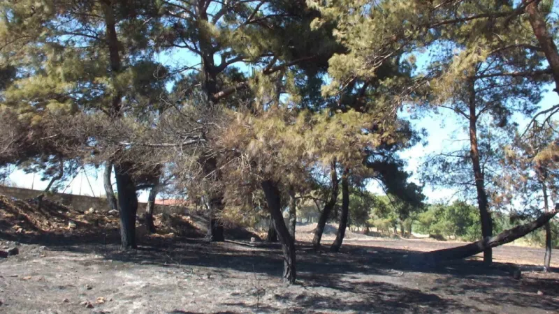 Balıkesir’deki yangında yüzlerce zeytin ve meyve ağacı zarar gördü