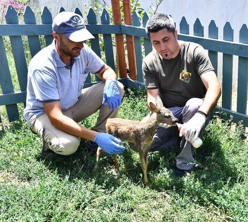 Doğal Yaşam Parkı'nın sevimli misafiri biberonla besleniyor