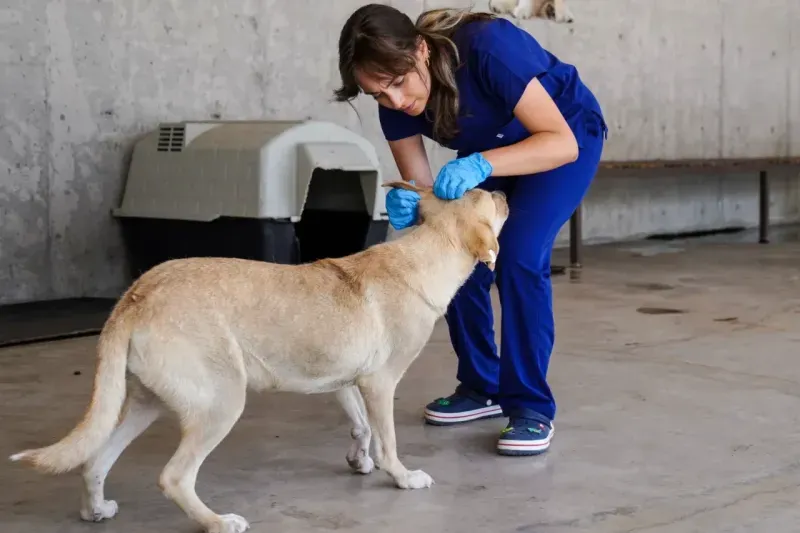 Yılın ilk 6 ayında İzmir’deki barınaklardan 500 köpek sahiplendirildi