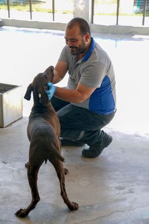 Yılın ilk 6 ayında İzmir’deki barınaklardan 500 köpek sahiplendirildi