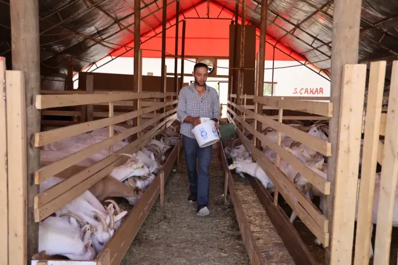 Sokak köpekleri dehşet saçtı, o anlar kameraya öyle yansıdı