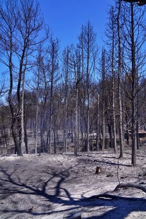 İzmir’in ateş savaşçıları ağaçlar için nöbette