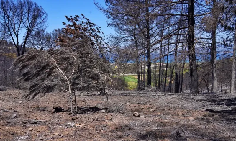 İzmir’in ateş savaşçıları ağaçlar için nöbette