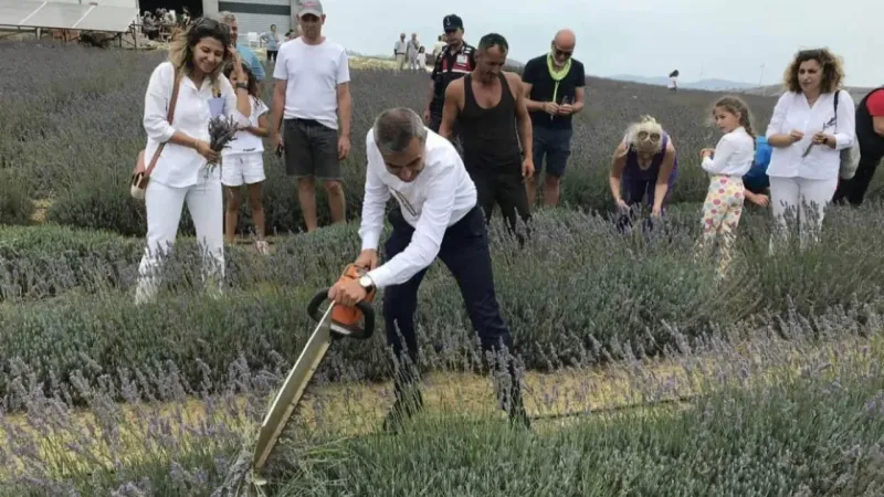 Paşalimanı Adası’nda lavanta hasadı gerçekleşti