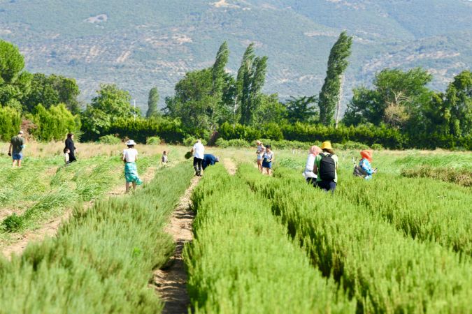 Balıkesir 5. Aromaterapi Festivali, muhteşem bir organizasyonla gerçekleştirildi