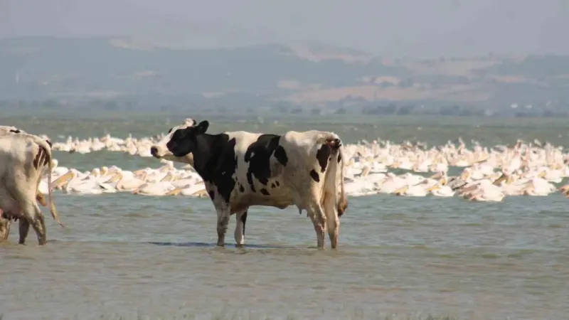 Süt inekleri çareyi Manyas Gölü'nde buldu