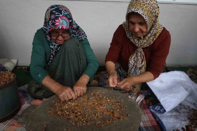 Muğla’da çam fıstığı paneli düzenlendi