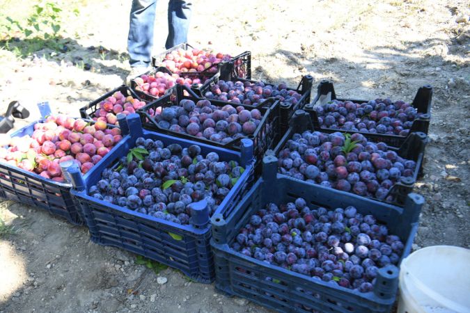 Bornova Belediyesi çiftçinin yardımına yetişiyor