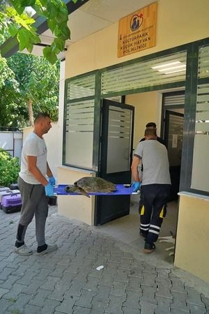 Körfez’deki yaralı Caretta Carettaya Büyükşehirden yardım eli