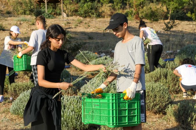 Bodrum Etrim’de Lavanta Kokuları içinde hasat keyfi