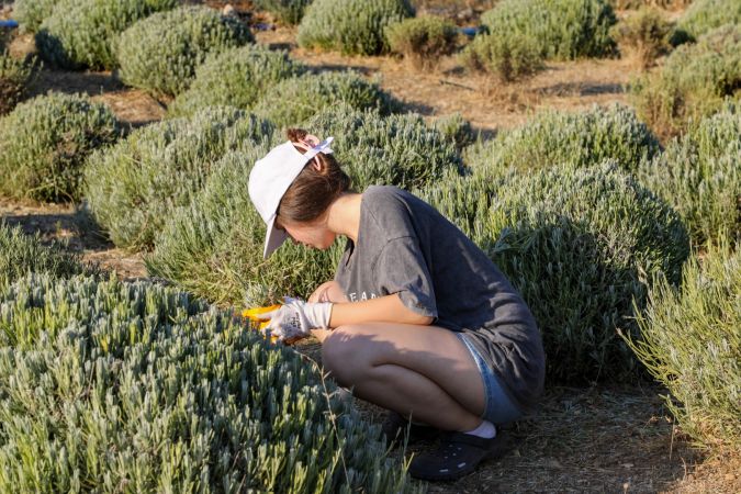 Bodrum Etrim’de Lavanta Kokuları içinde hasat keyfi