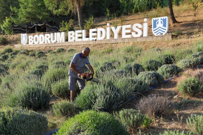 Bodrum Etrim’de Lavanta Kokuları içinde hasat keyfi