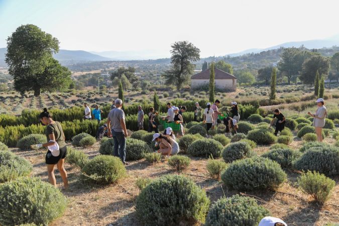 Bodrum Etrim’de Lavanta Kokuları içinde hasat keyfi