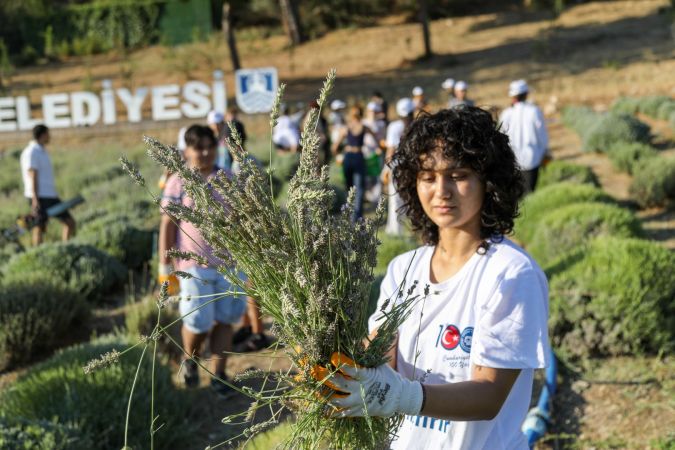 Bodrum Etrim’de Lavanta Kokuları içinde hasat keyfi