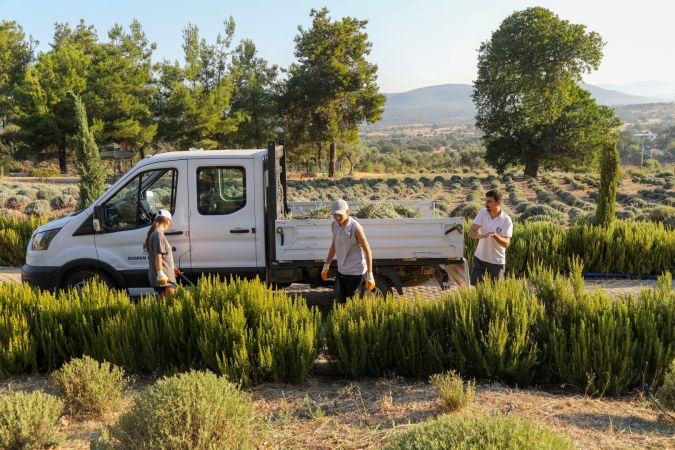 Bodrum Etrim’de Lavanta Kokuları içinde hasat keyfi