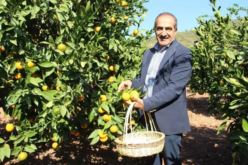 İhracatçı istedi, TARSİM mandalinanın sigorta bedelini artırdı