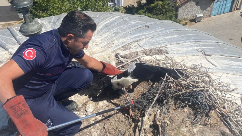 Büyükşehir, yaralı leyleği kurtardı