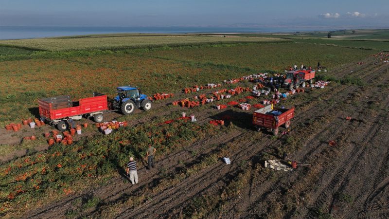 Ücretsiz sulanan tarlalardan bereket fışkırdı