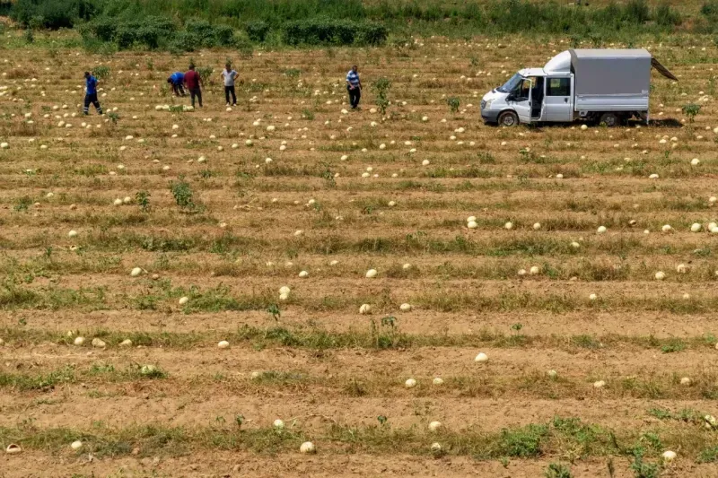 İzmirli çiftçi tarlada kalan karpuzunu hayvanlara bağışladı