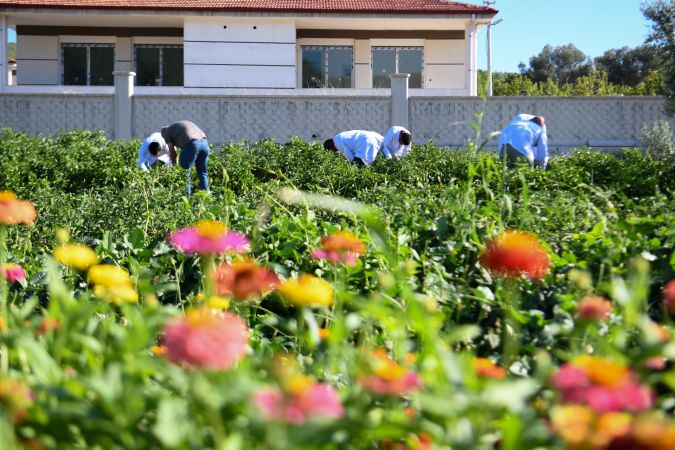 Bornova Belediyesi'nden yerel üreticilere tam destek