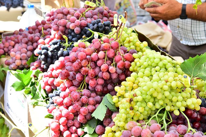 2600 Yıllık gelenek, Urla Bağbozumu Şenliklerine yoğun ilgi