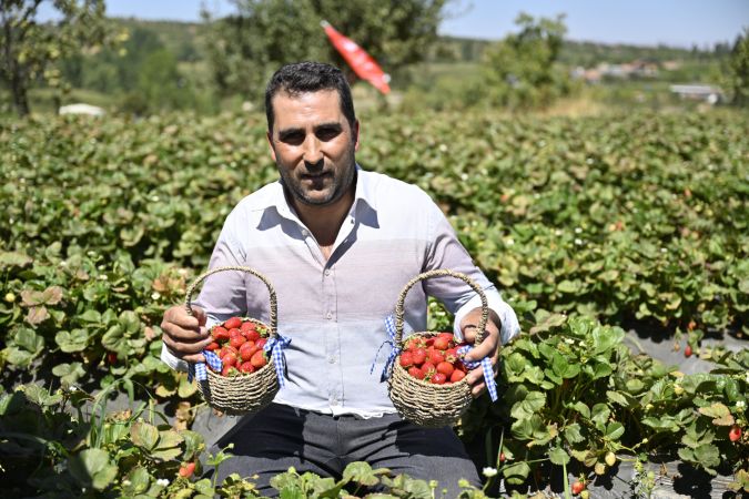 Ödemiş'te organik çilek projesi ilk meyvelerini verdi