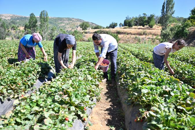 Ödemiş'te organik çilek projesi ilk meyvelerini verdi