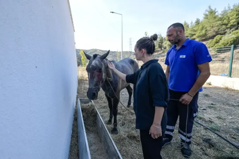 Yangından kurtarılan hayvanlar rehabilite ediliyor