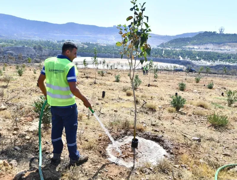 Yangınların etkilediği 15 bin ağaç tedavi edilerek hayatta tutulacak