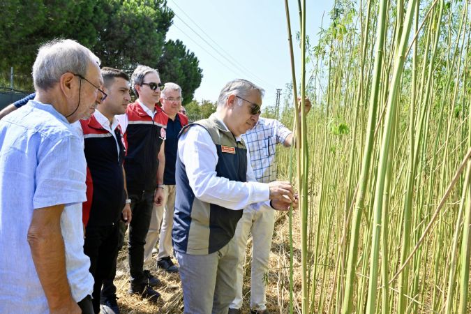 İzmir'de ilk defa izinli ve kontrollü olarak lif ve tohum üretimi amacıyla yetiştirilen kenevirin hasadı gerçekleştirildi