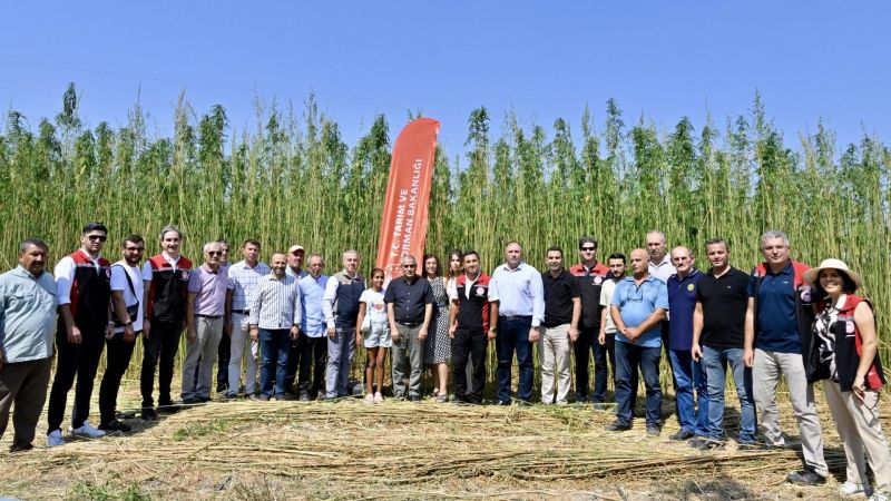 İzmir'de ilk defa izinli ve kontrollü olarak lif ve tohum üretimi amacıyla yetiştirilen kenevirin hasadı gerçekleştirildi