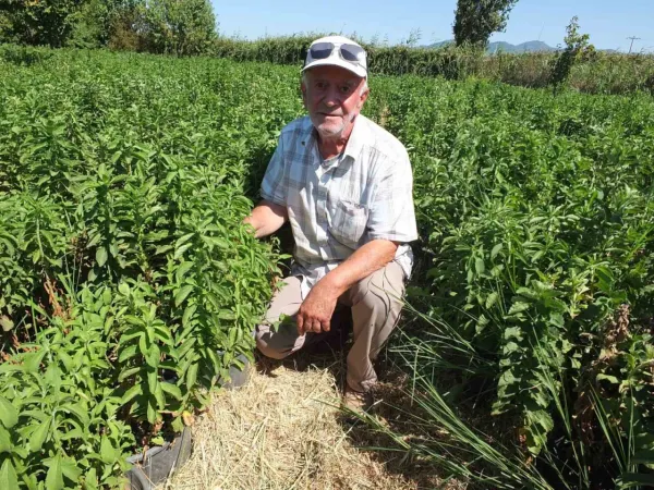 Burhaniye Stevia üretim merkezi oldu