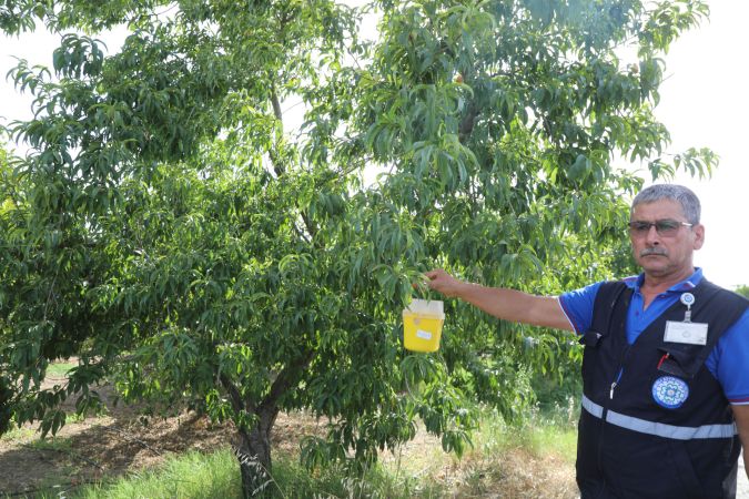 Büyükşehir’den Akdeniz Meyve Sineğine tuzak