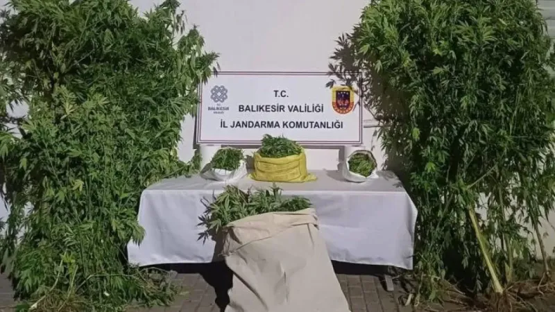 Balıkesir Jandarması yakaladı.. Kamu arazisini uyuşturucu tarlasına çevirmişler..