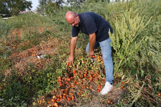 Domatesi tarlada kalan çiftçi, Büyükşehir aracılığıyla ihtiyaç sahiplerine bağışladı