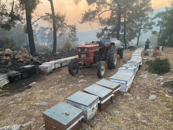 Büyükşehir yangından etkilenen arıcılara destek olacak