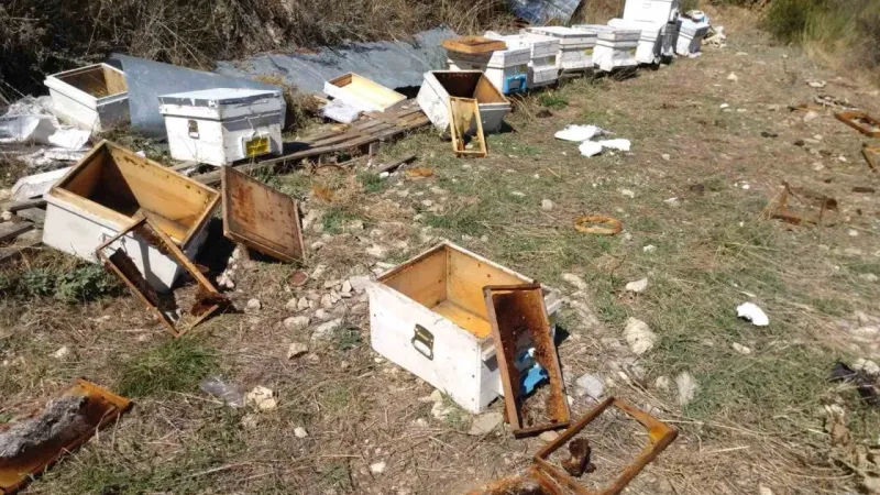 Ayılar, arıcıları zarara uğrattı.. Arıcılar 25 yılda ilk kez böyle bir olayla karşılaştı 