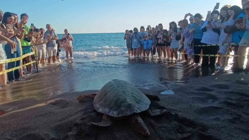 Sevimli Caretta Carettaların mücadelesi gözleri doldurdu..