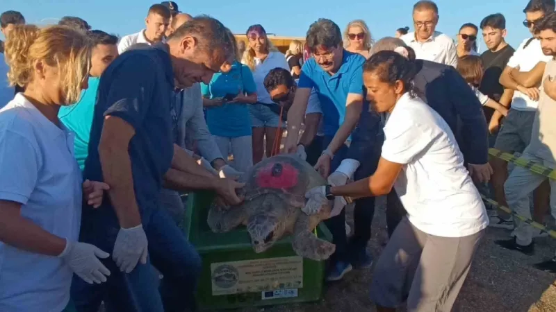 Sevimli Caretta Carettaların mücadelesi gözleri doldurdu..