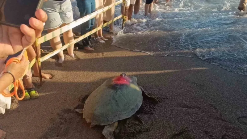 Sevimli Caretta Carettaların mücadelesi gözleri doldurdu..