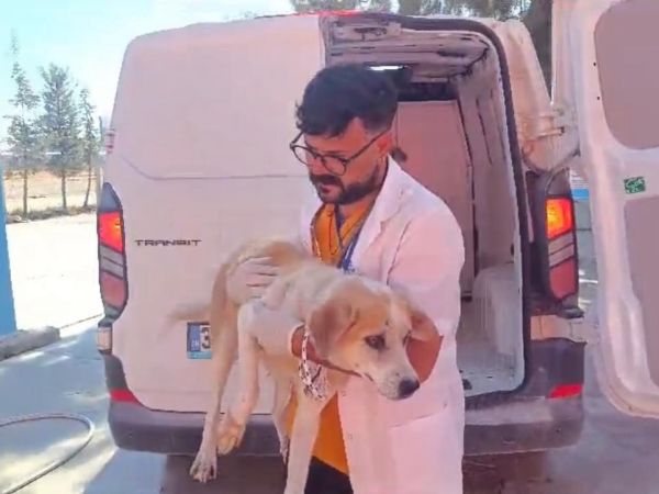 Didim’de kuyuya düşen köpek belediye ekiplerince kurtarıldı