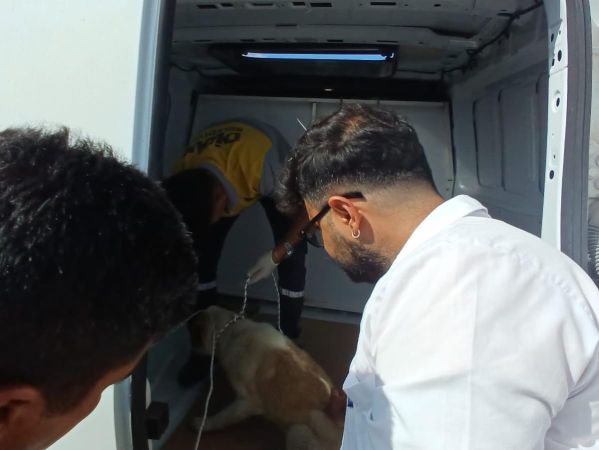 Didim’de kuyuya düşen köpek belediye ekiplerince kurtarıldı