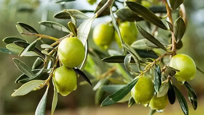 Sofralık zeytin ihracatında tarihi rekor